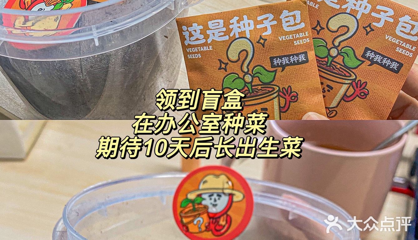 植树节点菜送盲盒--体验了人生第一次种菜