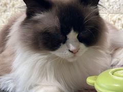 -平行世界·猫咖(首经贸店)