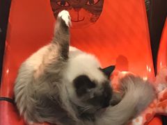 -猫咪博物馆(顶澳仔猫街店)