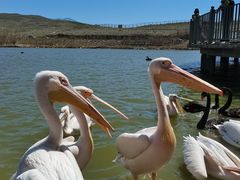 -新疆天山野生动物园