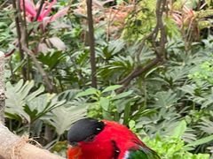 -南宫五洲植物乐园