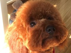 -爱侣宠医·鹦鹉专科·小型哺乳类·异宠专科(灵石路店)