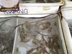 -拉威海鲜市场