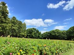 -上海共青森林公园