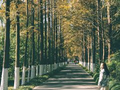 -昆山城市生态森林公园
