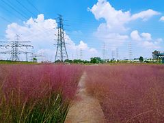 -王借岗森林公园