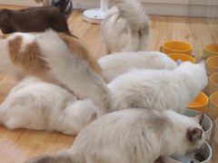 -momokira米努特·德文卷毛猫·棉花面纱犬
