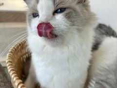 -怪兽屋·羊驼·猫咖·狗咖(俊华广场店)