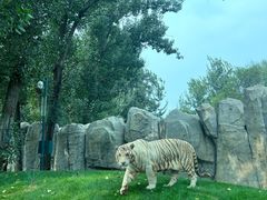 -北京野生动物园