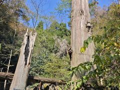 -天目山大树王景区