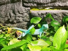 -上海大自然野生昆虫馆(东方明珠·爬宠昆虫探索中心)