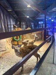 -酷嗒动物文化乐园(cutezoo西溪乐天城店)