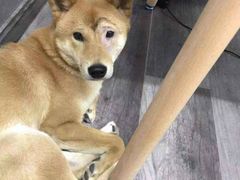 -猫尾侦探俱乐部·剧本杀·狼人杀