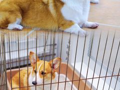 -柯斗斗主题餐厅·狗咖·围炉煮茶·茶饮(国瑞升平里店)