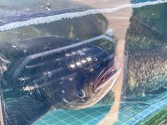 -浔味·山屿湖·正宗淳牌全鱼宴老字号