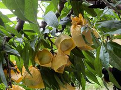 -老袁家蜜桃农场·阳山水蜜桃