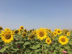-映月湖中央公园