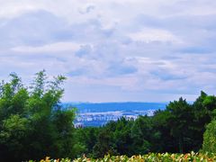 -铁山坪森林公园