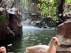 -正佳雨林生态植物园