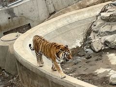 -石家庄市动物园