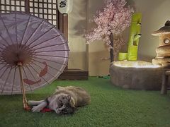 -白兔子密室(长寿路店)