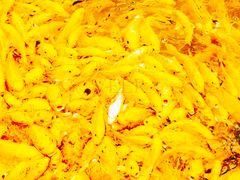 -渔民新村(番禺总店)