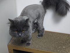 -艾贝尔宠物医院·24H转诊中心·肿瘤猫专科(江宁双龙店)
