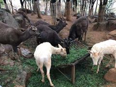 -昆明动物园