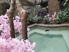 -海口观澜湖火山温泉谷