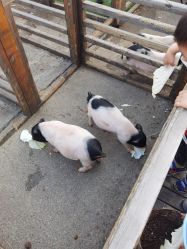点击看大图 -小蜜蜂农场(凯德七宝购物广场店)