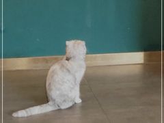 -飞行喵MR PILOT|猫舍·猫咖(静安大融城店)