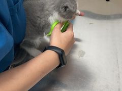 -瑞派宠物医院(搏威敦和院)