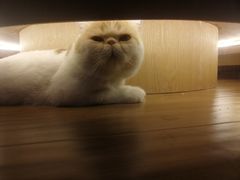 -滚猫咖啡·猫咖·猫友好撸猫(未来城店)