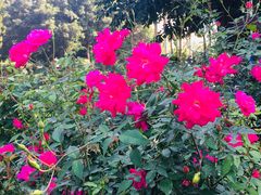 -人民公园(罗湖区)