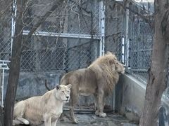 -石家庄市动物园