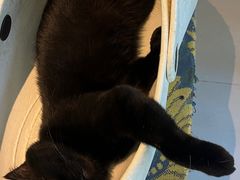 -平行世界·猫咖(首经贸店)