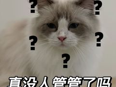-有喵·猫咖·狗咖·30几只猫10只小狗(岗厦店)