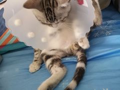 -西安京西宠物医院·瘫痪·疑难杂症