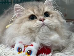 -爱洗澡的猫(天河路店)