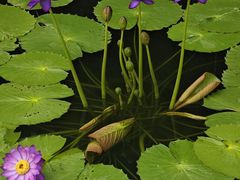 -国家植物园南园