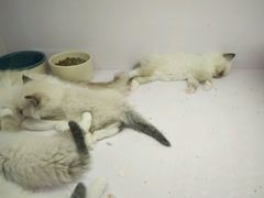-喵的天空名猫咖啡馆·撸猫·猫舍·用品