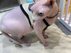 -藏猫猫咖啡主题馆(中央大道店)