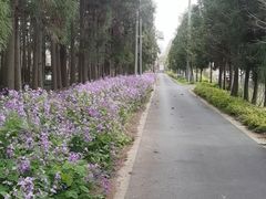 -上海长兴岛郊野公园