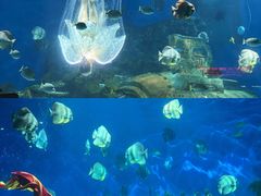 -海合安武汉极地海洋公园