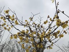 -香雪海