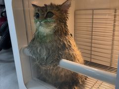 -圣宠动物医院·犬猫专科·影像中心·外科中心