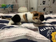 -伟伟宠物医院·瑞派猫友好医院·猫科(光谷店)