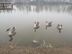 -西安浐灞国家湿地公园