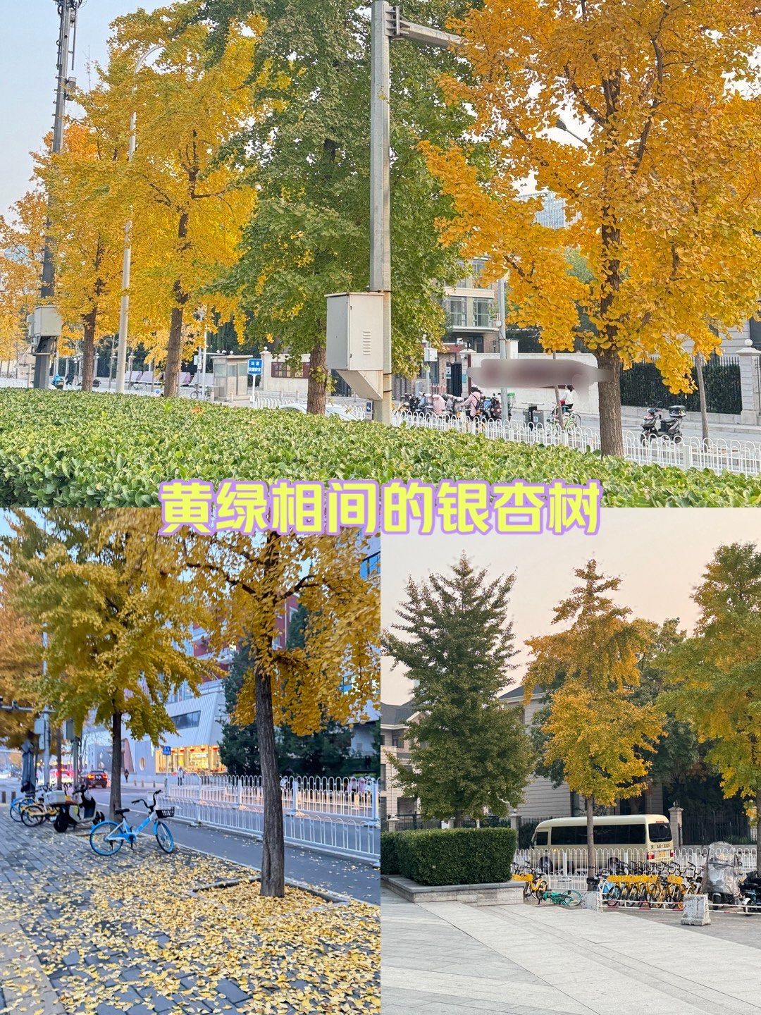 都说遍地金灿灿最好看,我觉得黄绿相间才生动!