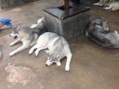 -TrueLove @ Neverland (Husky Cafe)
